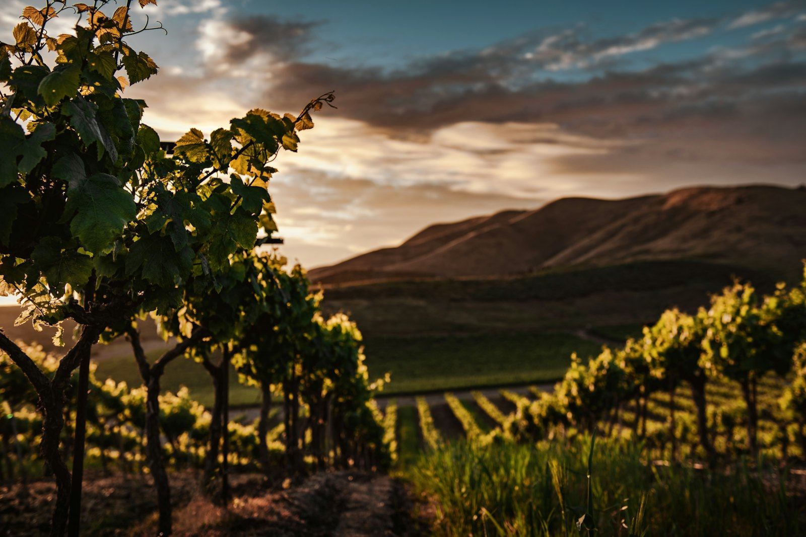 Vineyard rows on hills at sunset evoking Albanian wine country near Berat and Mount Tomorr